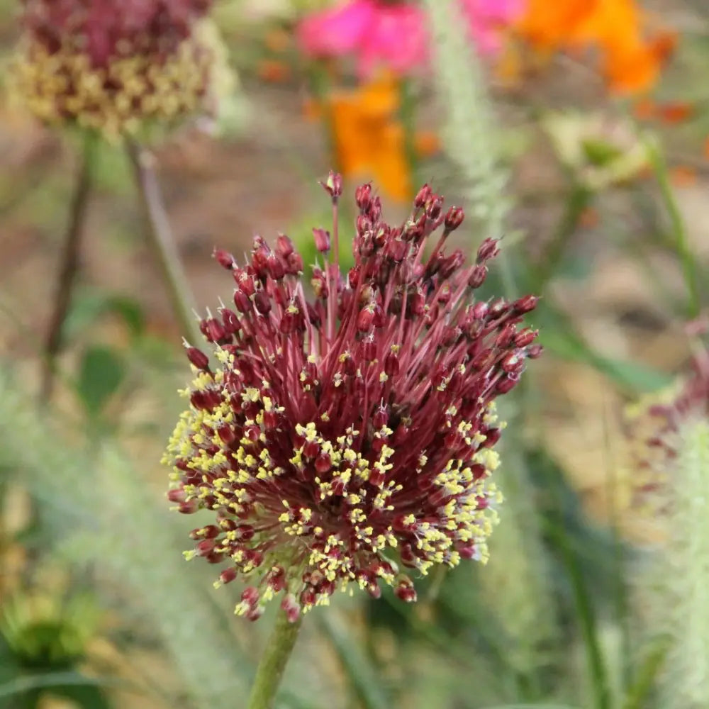 Allium amethystinum 'Red Mohican'