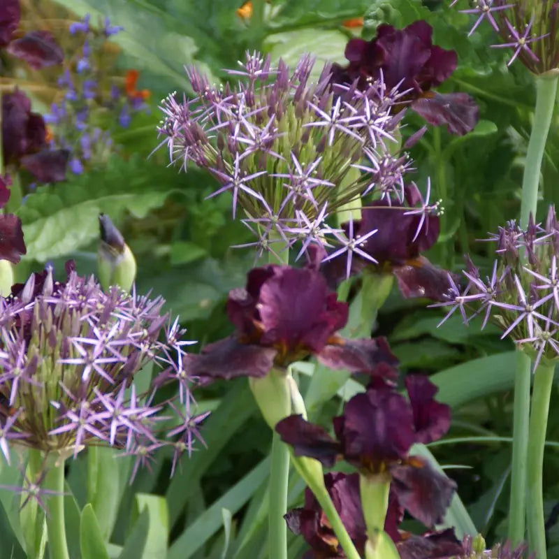 Allium christophii