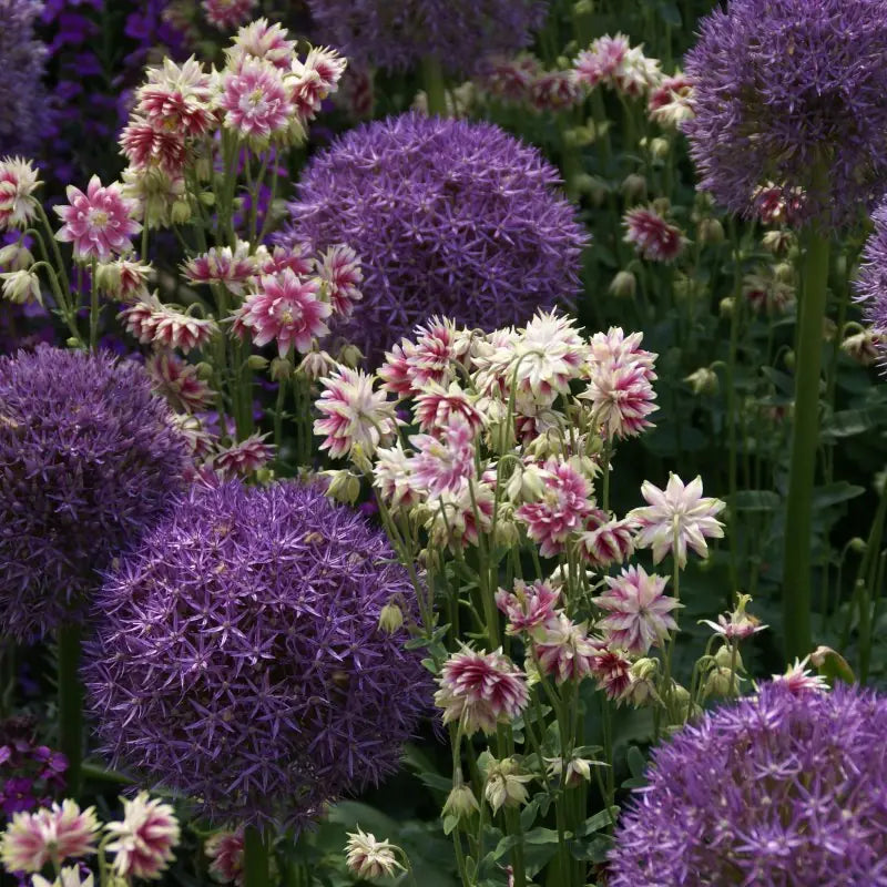 Allium 'Globemaster'®