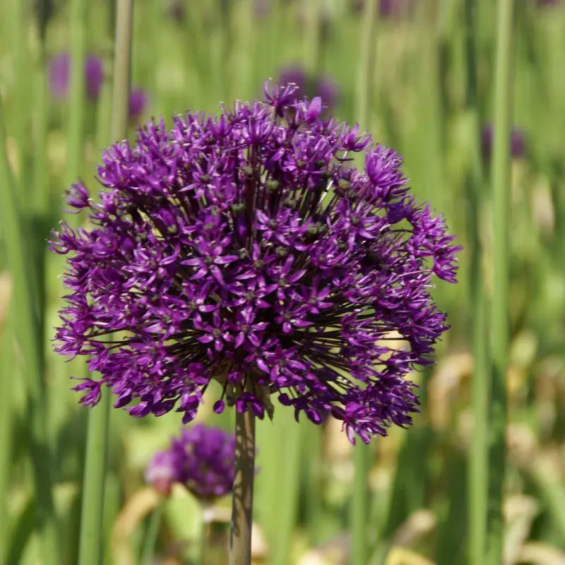 Allium 'Purple Sensation'