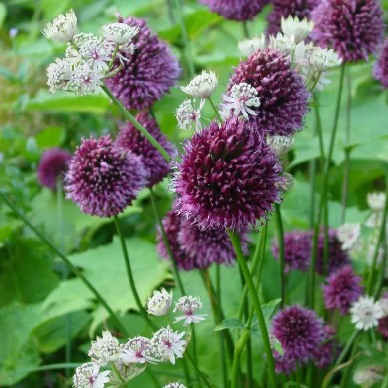 Allium sphaerocephalon