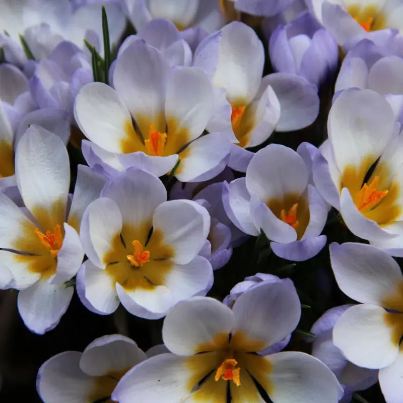 Crocus chrysanthus 'Blue Pearl'