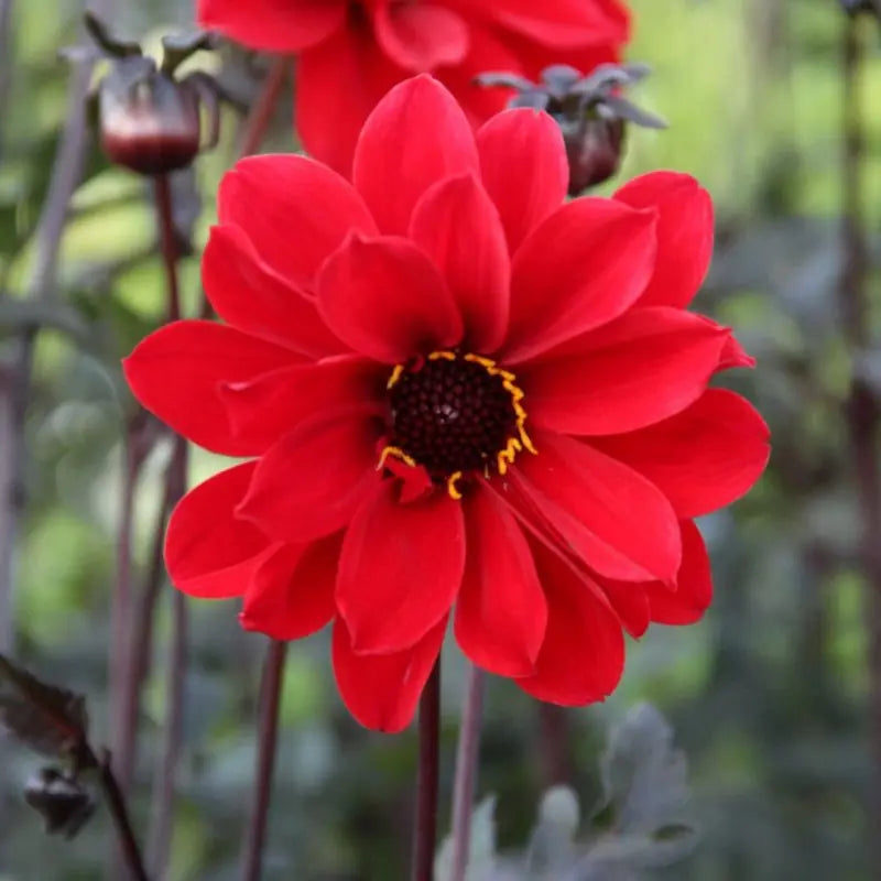 Dahlia 'Bishop of Llandaff'