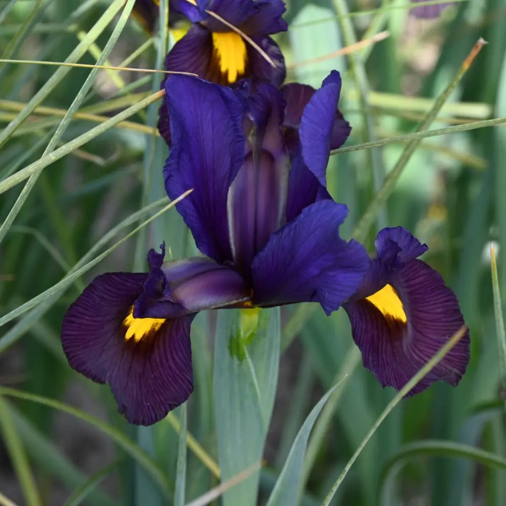 Iris hollandica 'Tigereye'®