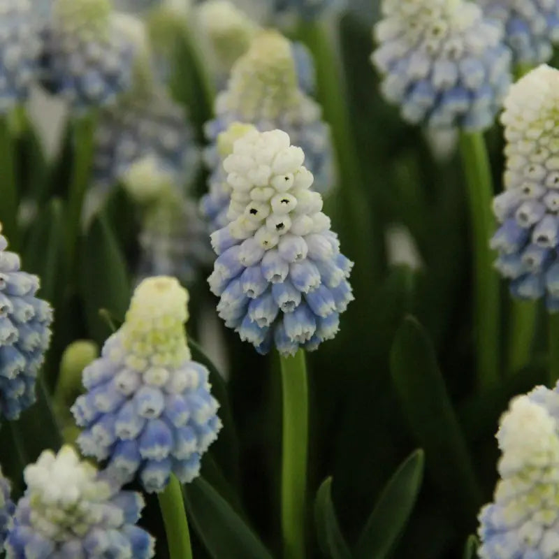 Muscari 'Mountain Lady' ®