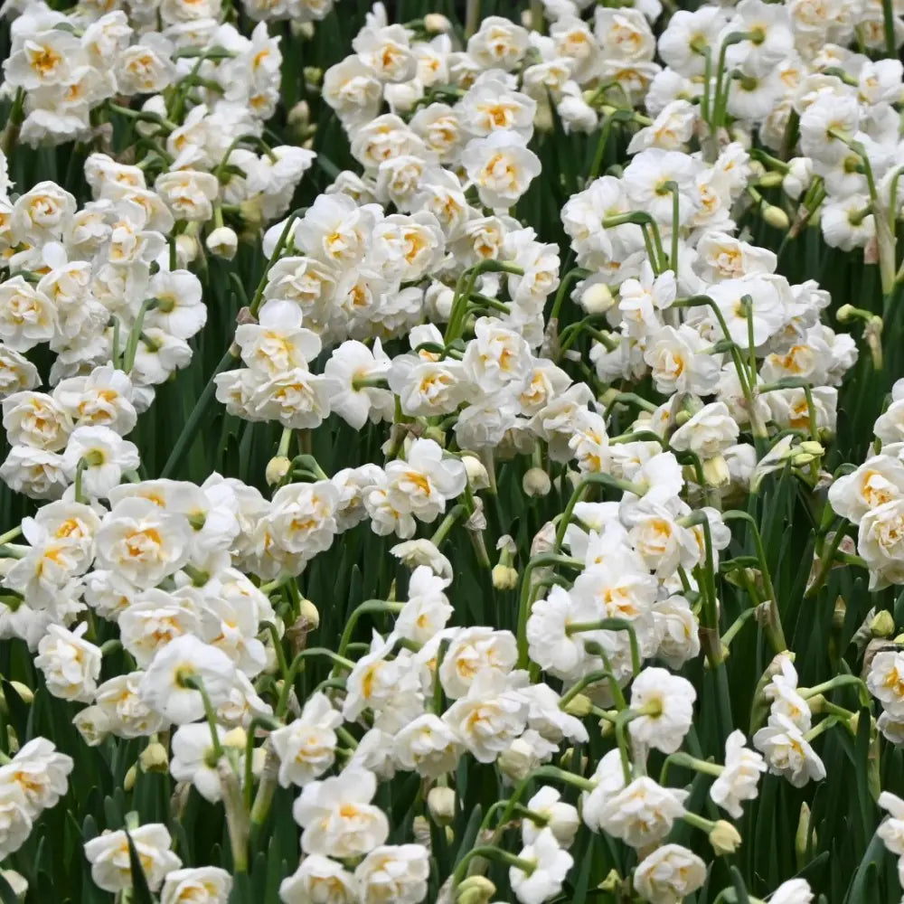 Narcissus 'Bridal Crown'
