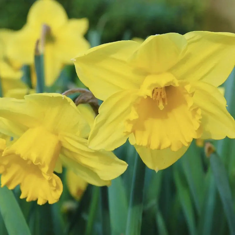 Narcissus 'Carlton'