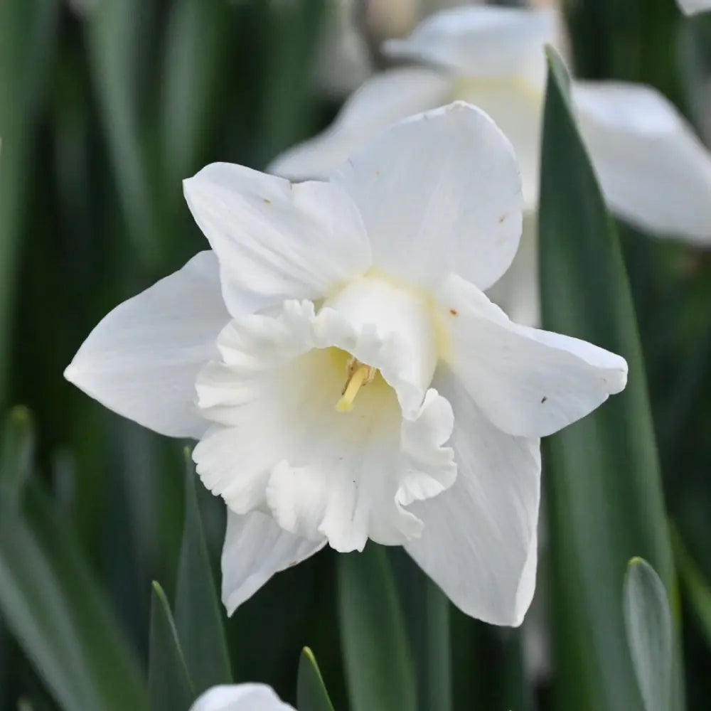Narcissus 'Mount Hood'