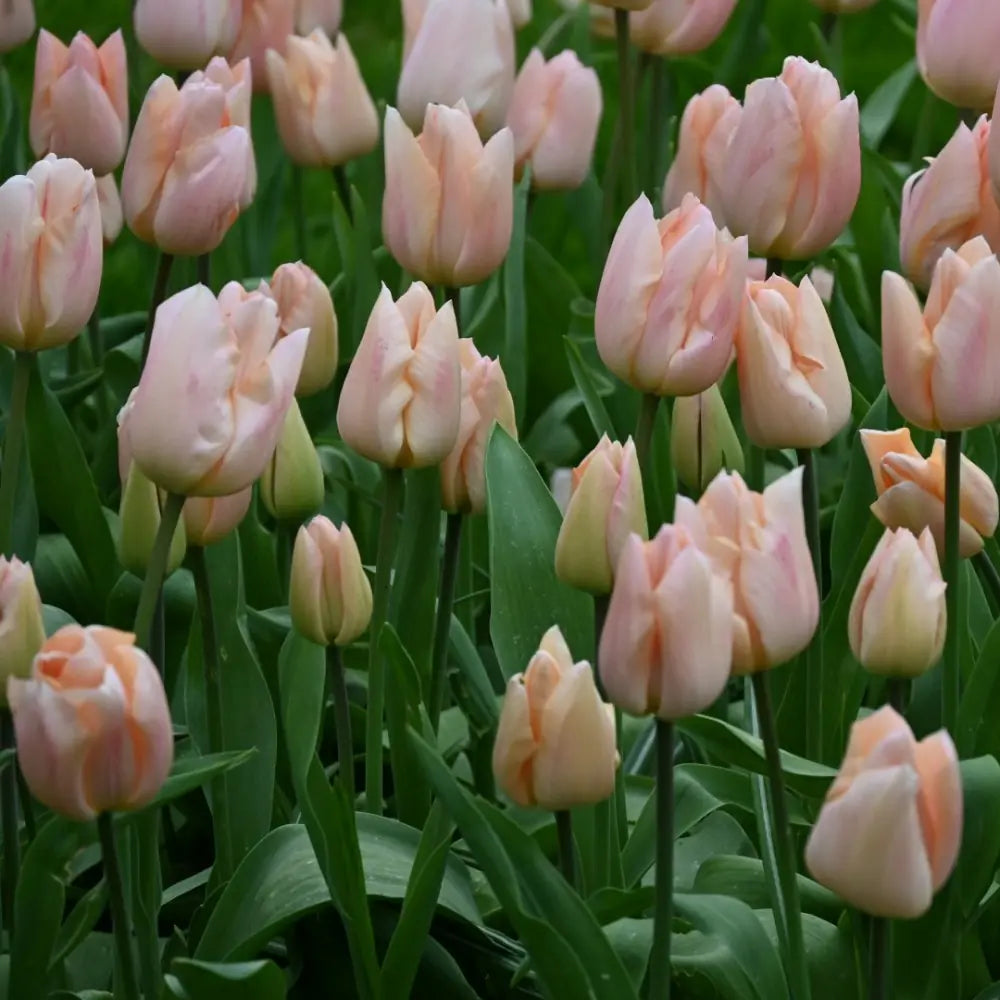 Tulipa 'Apricot Beauty'