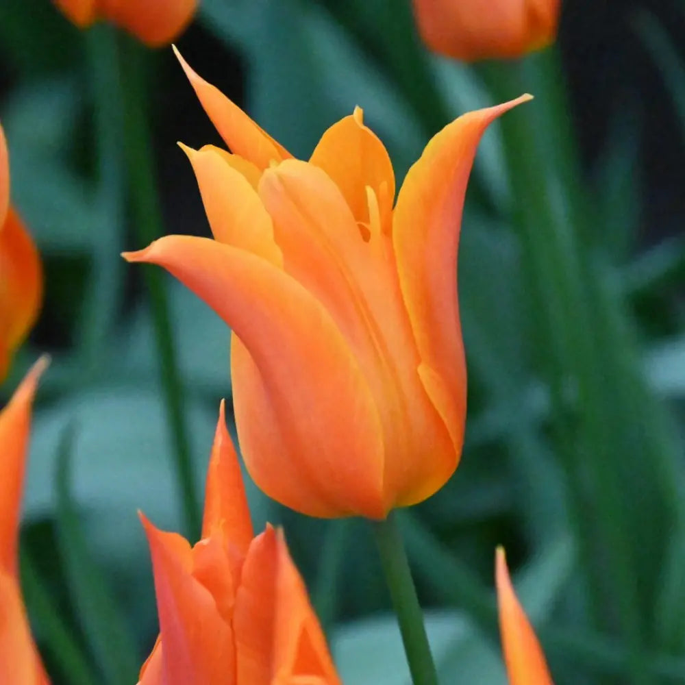 Tulipa 'Ballerina'