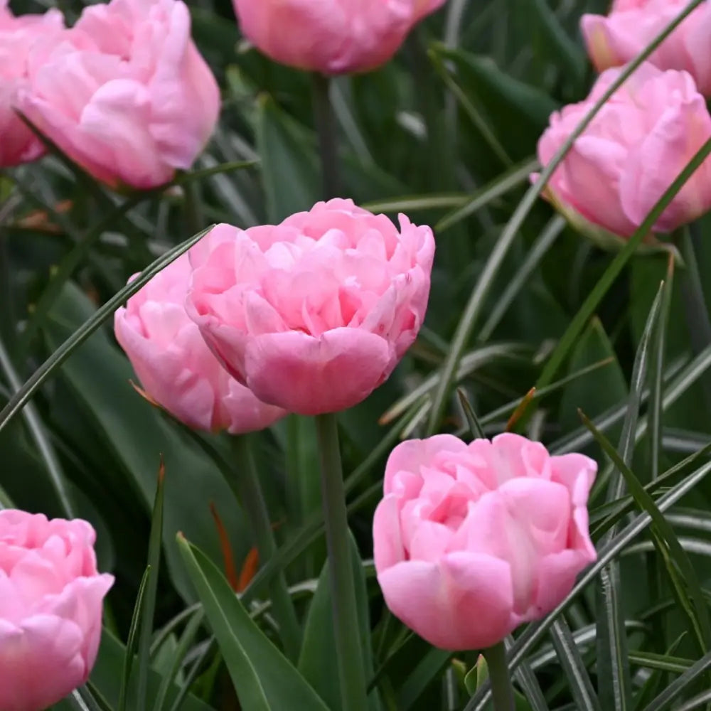 Tulipa 'Mariage'