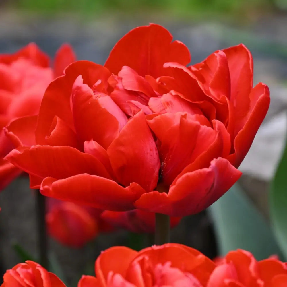 Tulipa 'Red Princess'