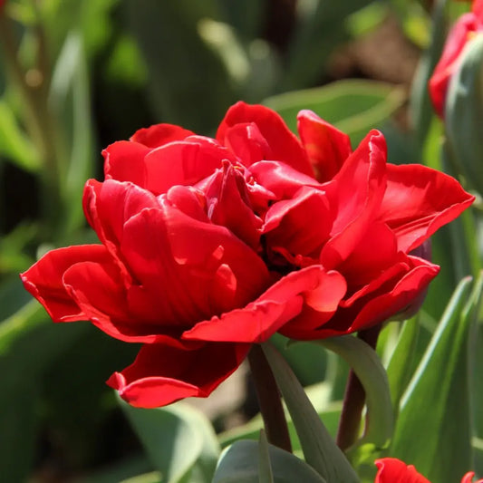 Tulipa 'Red Princess'