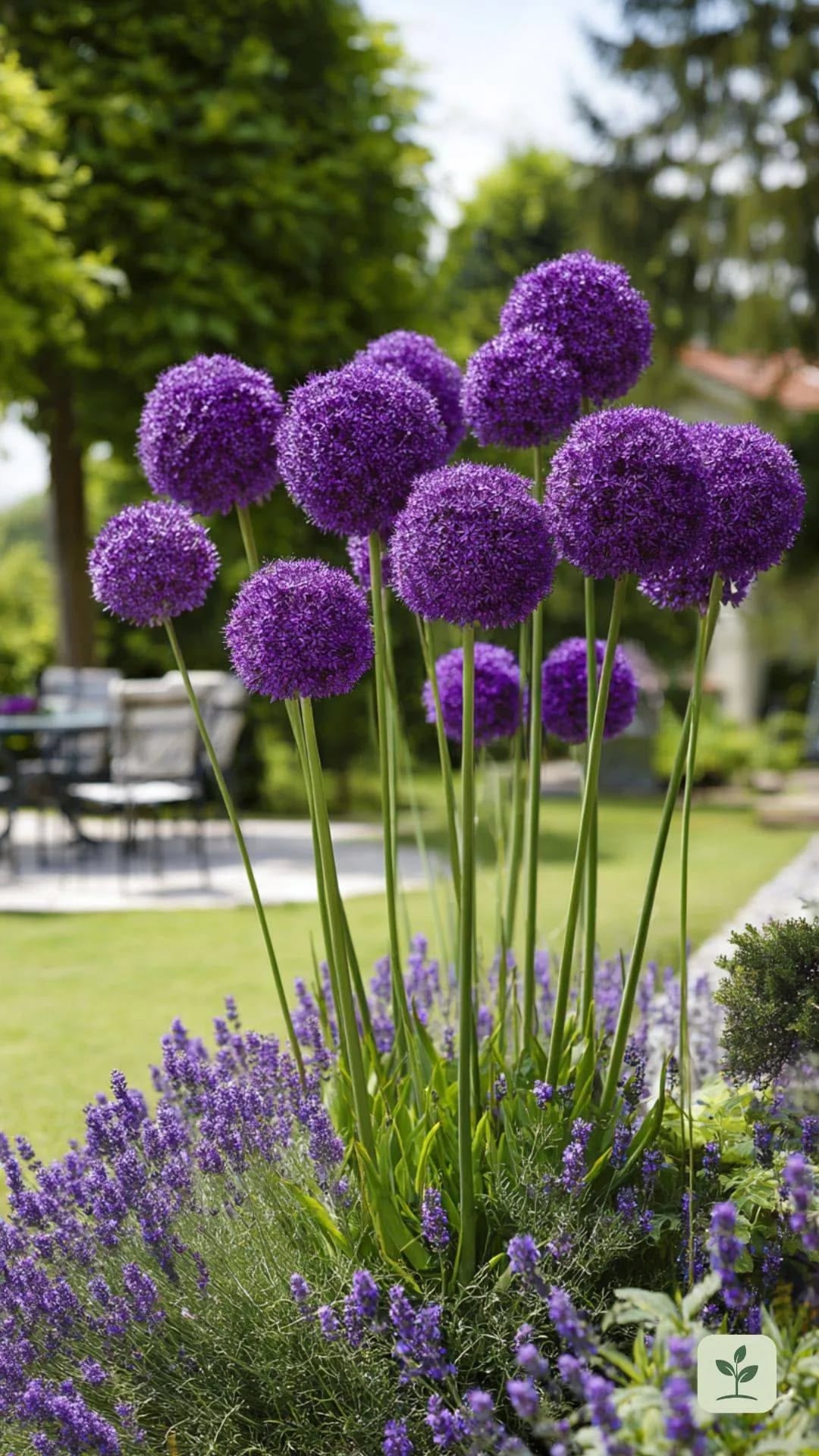 Dekoratyviniai česnakai - ALLIUM