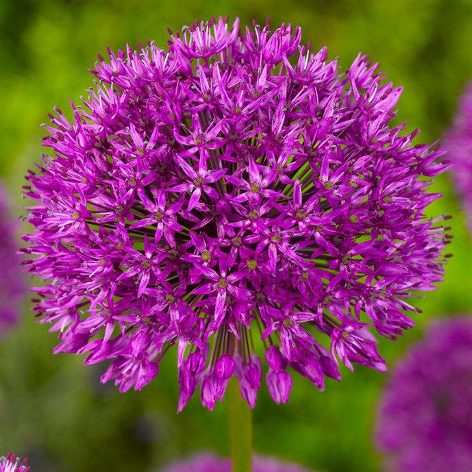 Dekoratyvinis česnakas "Purple Sensation"