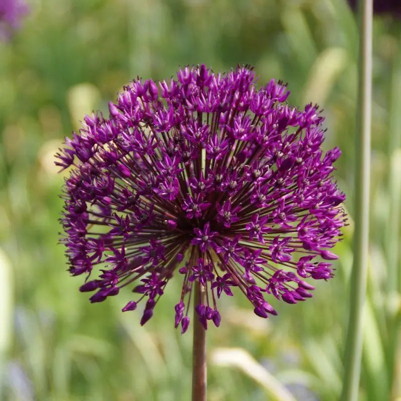 Dekoratyvinis česnakas "Purple Sensation"
