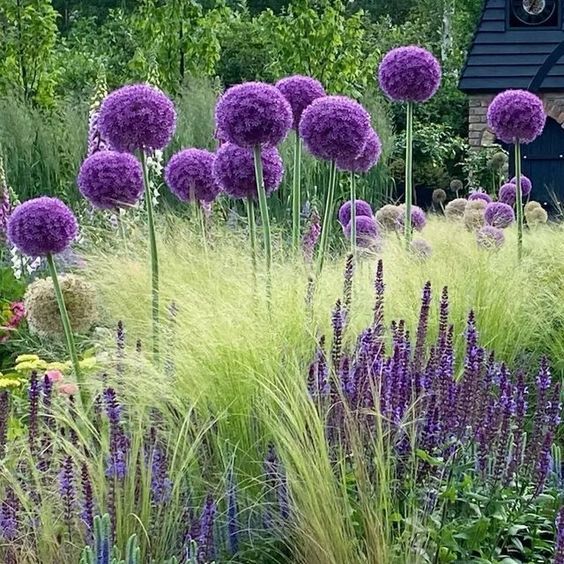 Allium Purple Sensation