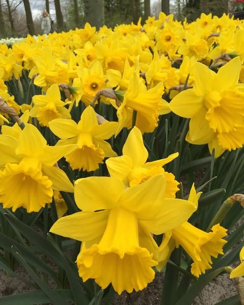 Narcissus Dutch Master