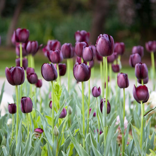 Tulipa Queen of Night