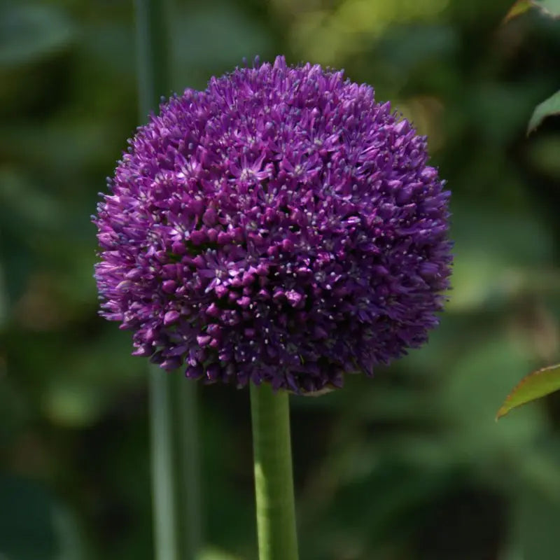 Allium 'Ambassador'®