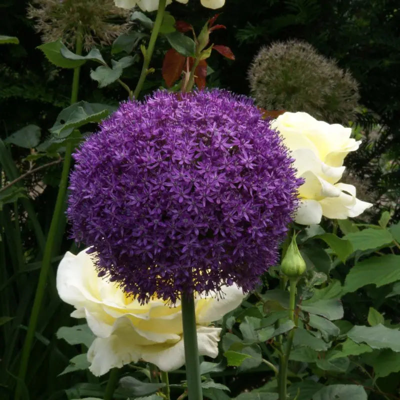 Allium 'Ambassador'®