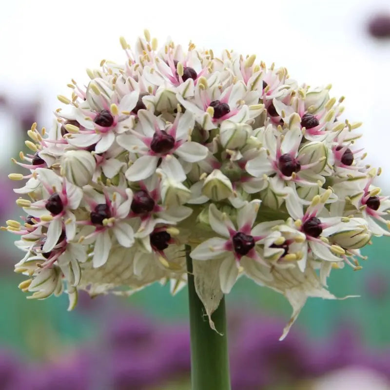 Allium basalticum 'Silver Spring'