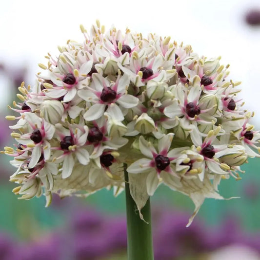Allium basalticum 'Silver Spring'