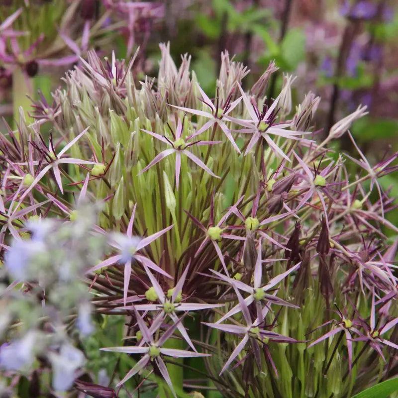 Allium christophii