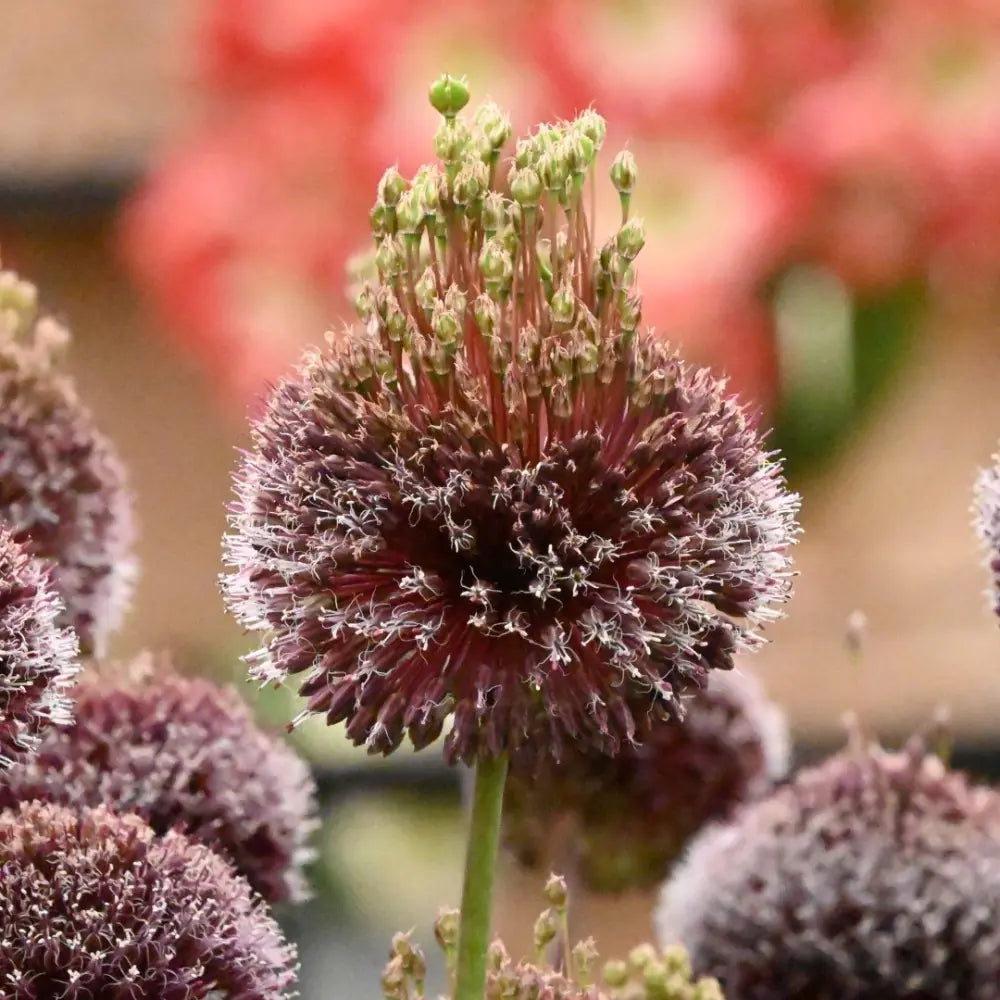 Allium 'Forelock'®