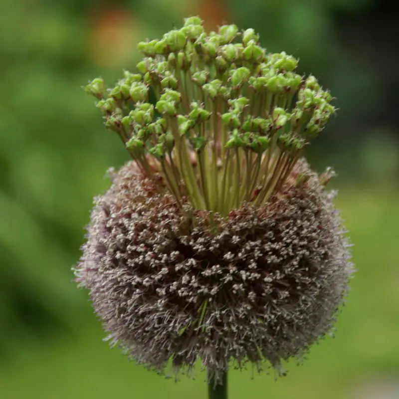 Allium 'Forelock'®