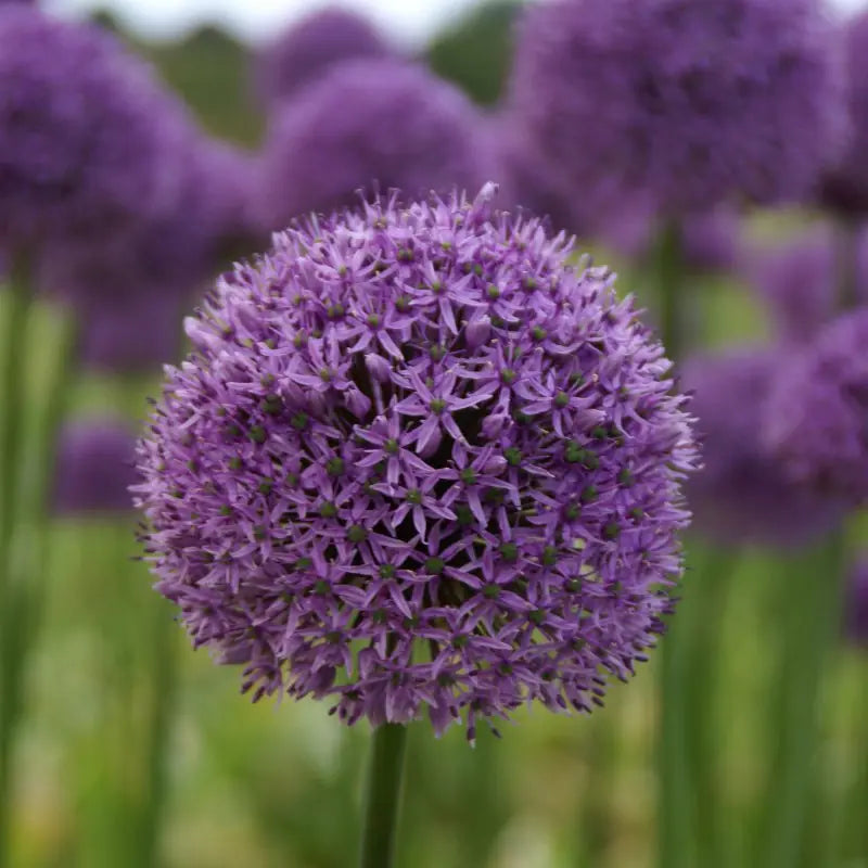 Allium 'Gladiator'
