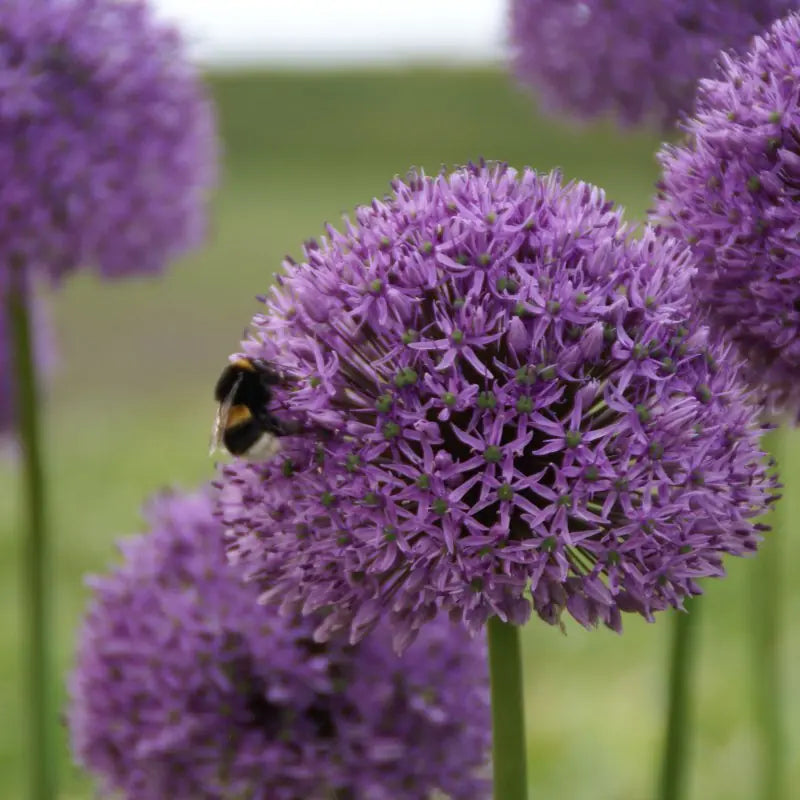 Allium 'Gladiator'