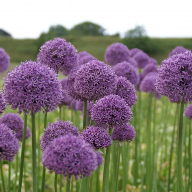 Allium 'Gladiator'
