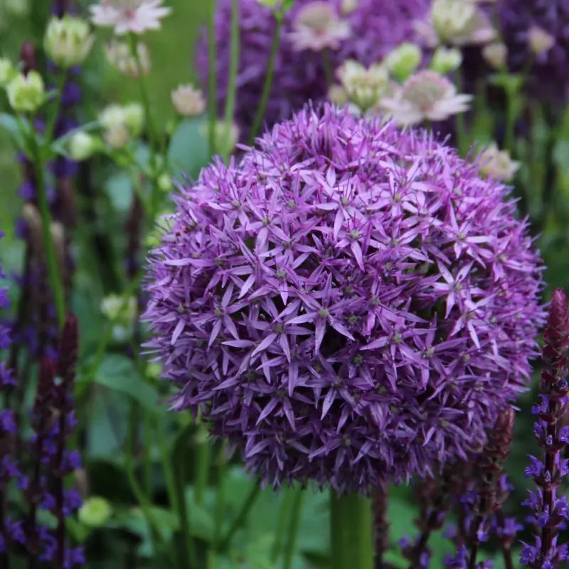 Allium 'Globemaster'®