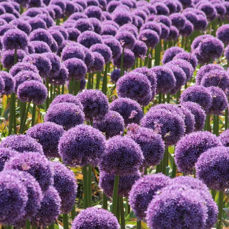 Allium 'Globemaster'®