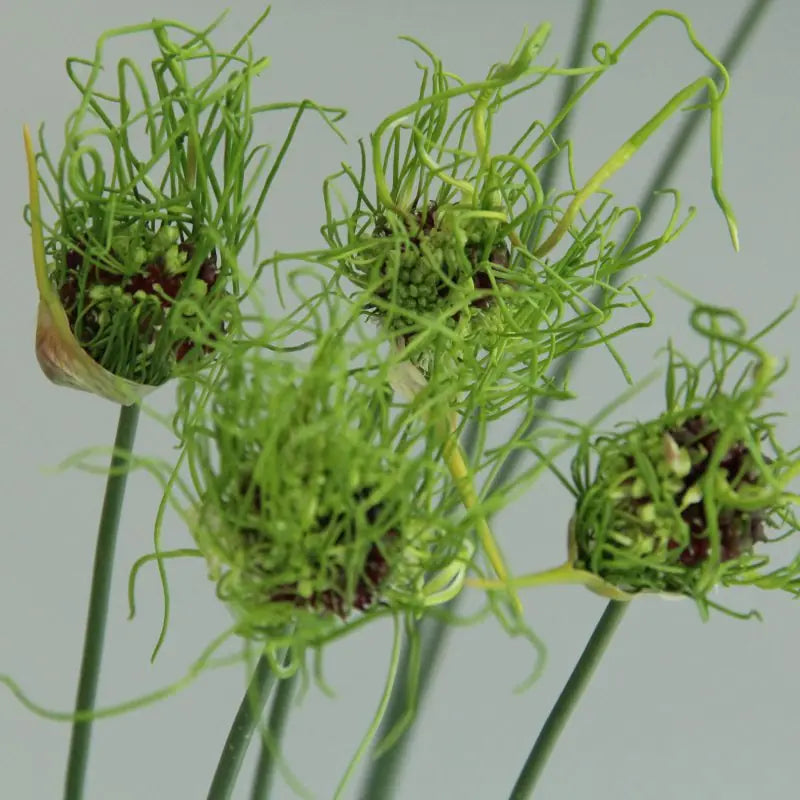Allium 'Hair'®