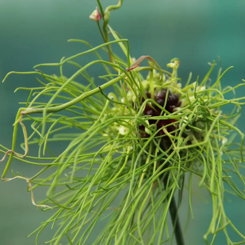 Allium 'Hair'®