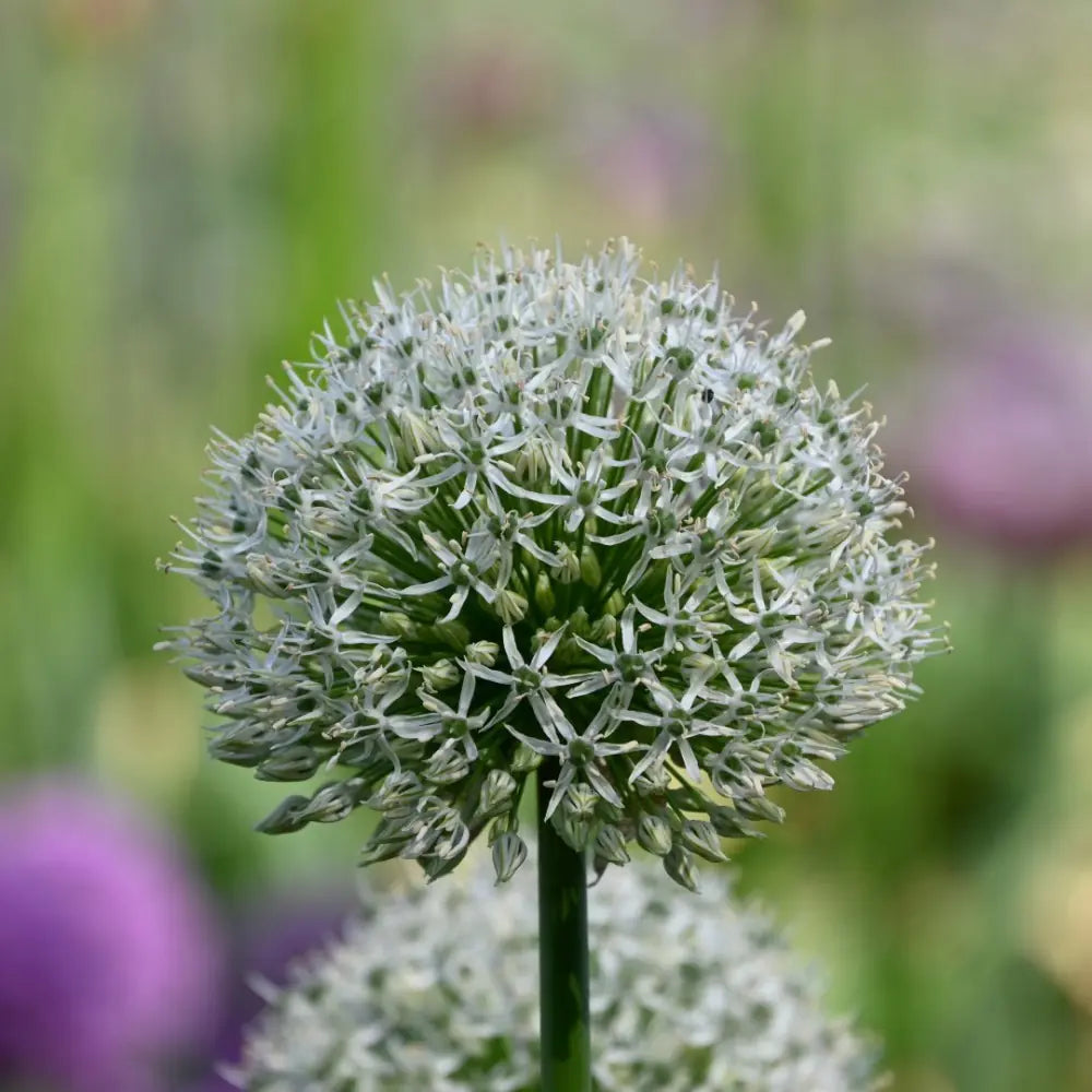 Allium 'Mount Everest'