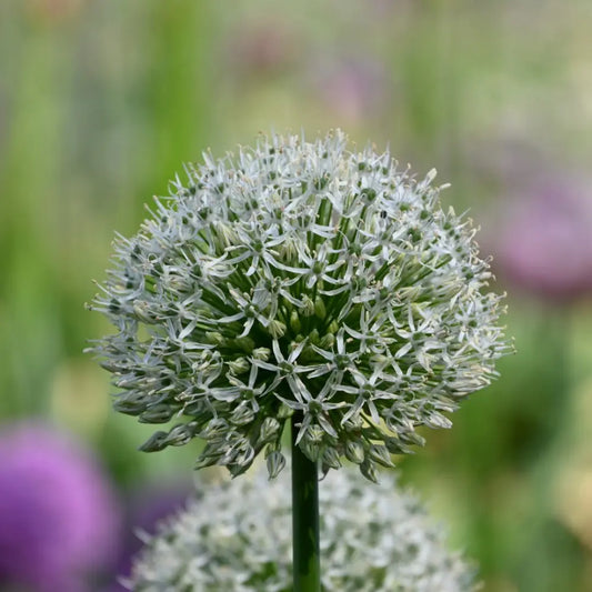 Allium 'Mount Everest'