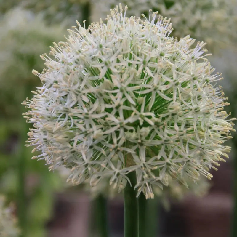Allium 'Mount Everest'