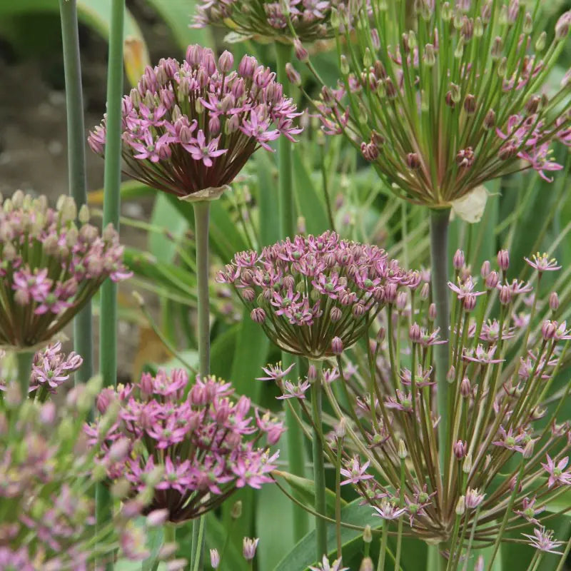 Allium schubertii