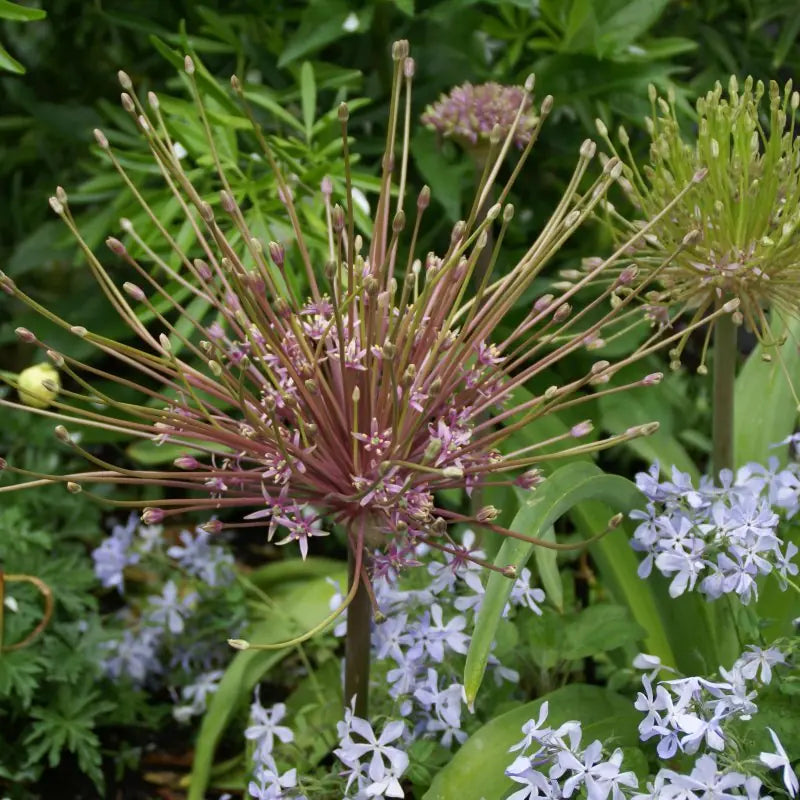Allium schubertii