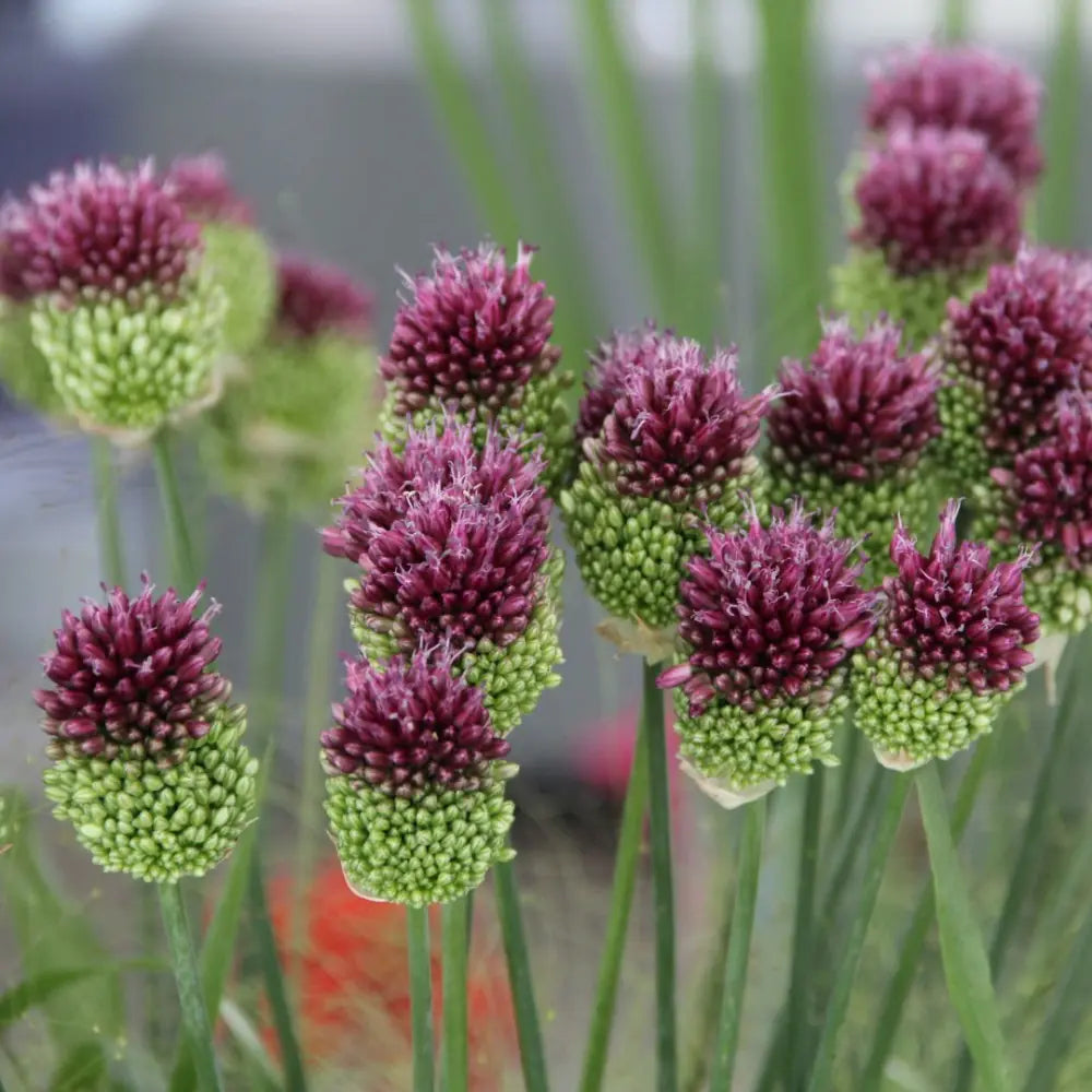Allium sphaerocephalon