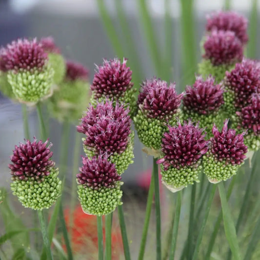 Allium sphaerocephalon