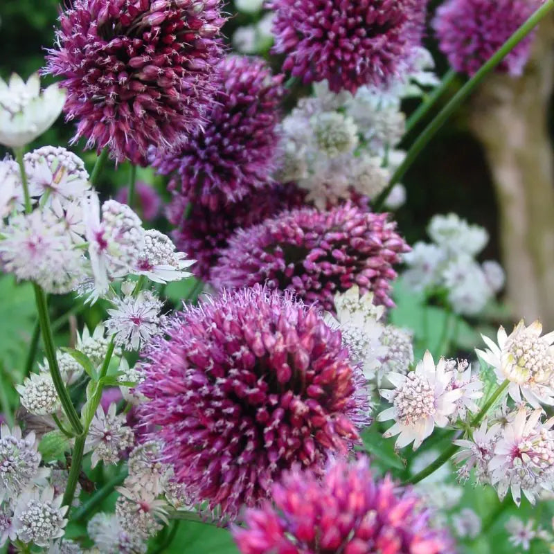 Allium sphaerocephalon