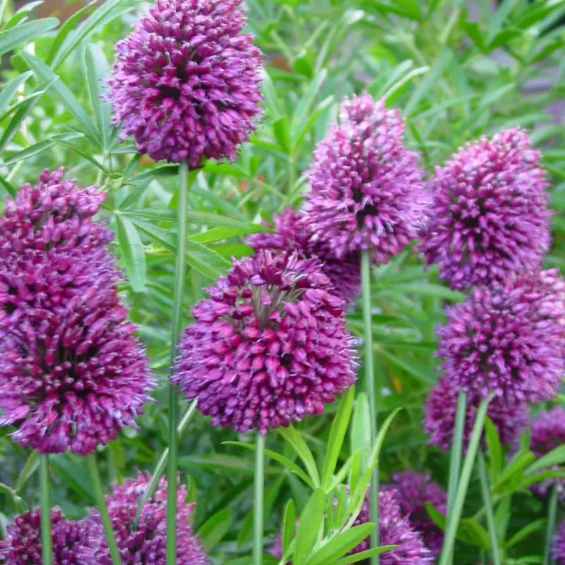 Allium sphaerocephalon