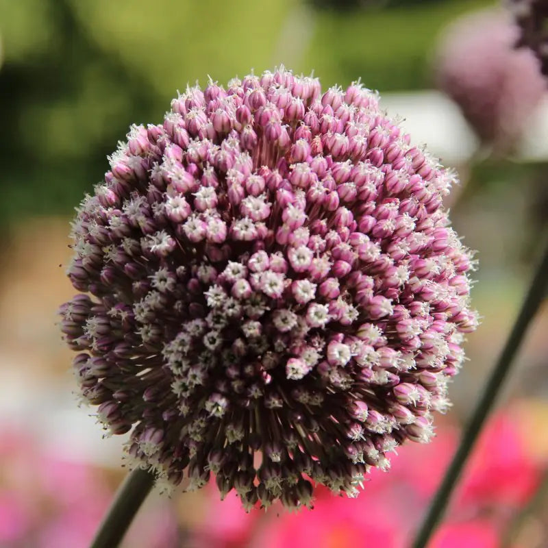 Allium 'Summer Drummer'