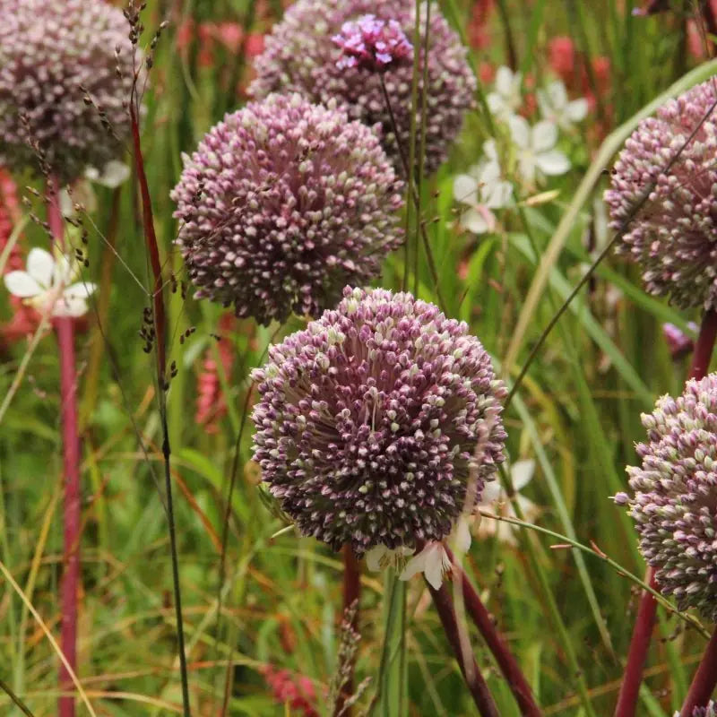 Allium 'Summer Drummer'