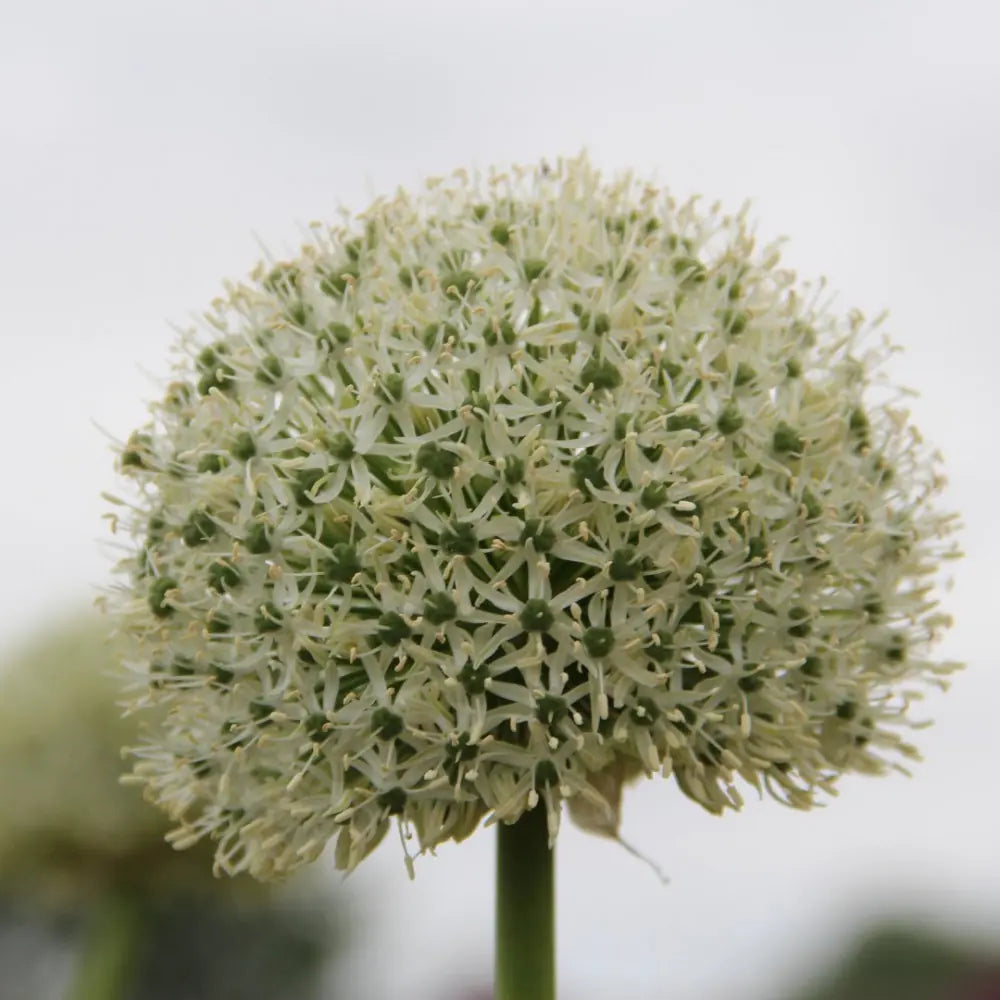 Allium 'White Giant'
