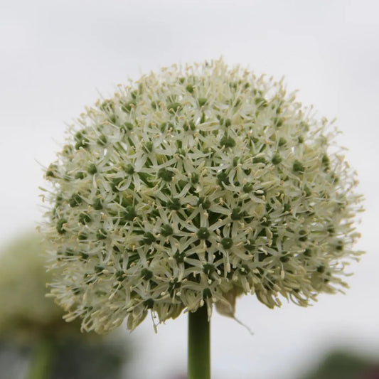 Allium 'White Giant'